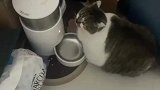 猫咪偷吃狗粮，主人气炸了