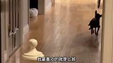 狗比乌龟跑的还慢！小偷都跑到家了，他还没出保安室呢！