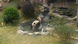 大熊猫：快来帮朕搓澡,养你千日,用在一时