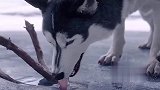 第一只二哈原来是这么来的