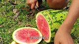 男子这波操作真牛！将西瓜放地上就能收获鱼儿，这是神奇的一幕