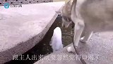 哈士奇一下坐在了喷泉眼上，不料意外发生了，小板凳不好坐呀