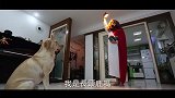 我叫韩小布是只长颈鹿