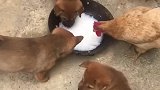 中华田园犬小奶狗：没奶喝了，只能喝白粥了！