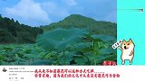 老外看中国：外国网友评价李子柒，莲藕羹户外美食制作！