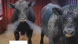降温之后室外温度过低，大黑牛在室外喘气喷白烟