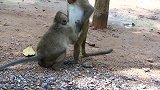 两只猴子非常有趣，它们是什么关系