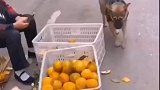 狗狗做最文明最有素质的土匪