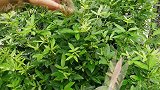 九九炒鸡杂配剁椒，还没出锅就口流酸水，一碗米饭呼噜扒真开胃