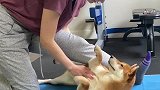 猫咪室内做运动，看这听话的模样，真是太可爱了！