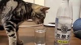 猫咪首次尝试碳酸饮料，这酸爽！