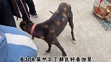 狗肉车上全是宠物狗，它们曾经也是主人的心头肉，如今将成盘中餐