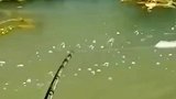 鱼竿-快拉我上去啊我害怕