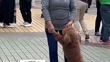 女子带狗狗完美融入广场舞，成为广场的焦点