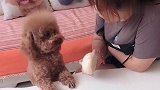 女主把馒头给泰迪吃，泰迪转身就拿肉干给女主，太有爱了