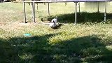 猫咪一屁股坐在兔子头上，兔子怒了，追上去就咬