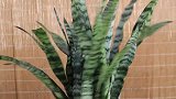 夏季虎皮兰问题多多？学好这些小技巧，问题少长得快