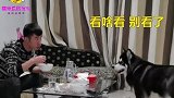 狗子问主人要吃的，主人不给，它却这样机智地报复主人