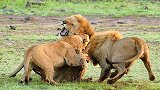 两只雄狮打成一团，一旁的母狮尴尬了，忍不住害羞着看完了！