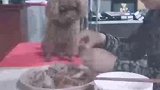 这两天忙的狗宝宝都没有吃到什么好东西