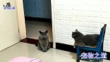 公猫和母猫在聊天，却被主人打扰，公猫突然翻脸：友谊的小船翻了