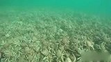 墨尔本海湾上万只蜘蛛蟹大迁徙，看的毛骨悚然！