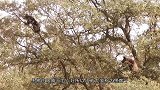 狗熊误入虎群领地，老虎直接发起进攻，镜头拍下全过程