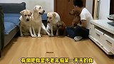 小迷糊真是年轻气盛，敢和姥爷叫板，老四都看呆了！