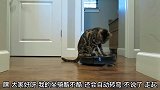 猫坐骑是打扫机器，机器一起动猫咪就主动过来坐车