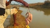 一只鸡一条铁链，小伙就能捕到鲶鱼，这方法也太有创意了！