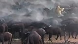 几百头野牛“戏耍”一头狮子，在牛角上“翱翔”，这感觉简直了！