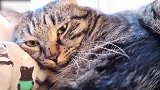 你这只萌萌的猫咪啊，看这凶巴巴的眼神，真是搞笑啊！
