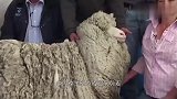 公羊被主人强行剪毛后的反应,彻底怒了,场面爆笑