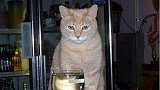人不如猫！这只猫当了20年市长 政绩突出 人民拥护！