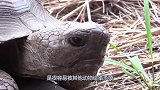 乌龟的天敌出现了！哪怕龟壳再硬，翻过来直接“开吃”！