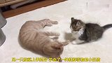 小奶猫挑衅大猫被叫停，小奶猫乖乖地停了下来