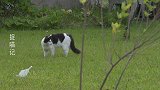 为什么老欺负狗子？猫咪：因为他腿短，追不到我！