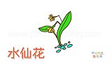 植物简笔画大全，画非常漂亮的水仙花简笔画