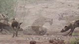 野狗趴在河边一动不动，疣猪到来都没发觉，野狗这是咋了？
