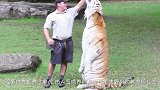 饲养员拿着奶瓶不给老虎喝，结果老虎发怒，意外就这样发生了