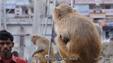 猴子大闹印度村庄，简直不把人们放在眼里，成精了