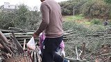 丫丫今天做，四川菜“啤酒红烧鸡翅根”肉嫩味美，太解馋了