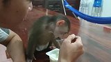 小猴子要喝酸奶，还要主人喂，真是一位难缠的宝宝