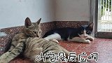 今天又尝试接近小黑，还是以失败告终。