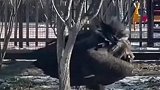 近日东北动物园的秃鹫雪地里溜达，走出了西游记妖怪巡山的气质