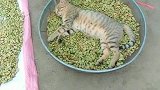 猫：叫我干啥呢，我在晒太阳呢！