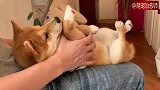 柴犬四脚朝天躺在主人的腿上，这小眼神萌化了我！