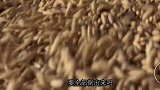 小伙费九牛二虎之力爬上树摘花，拿回家自制花露水，又省钱还好用