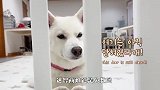 柴犬趴着一动不动，铲屎官好奇过去一看，差点笑出眼泪