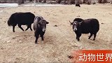 藏北大环线的动物世界